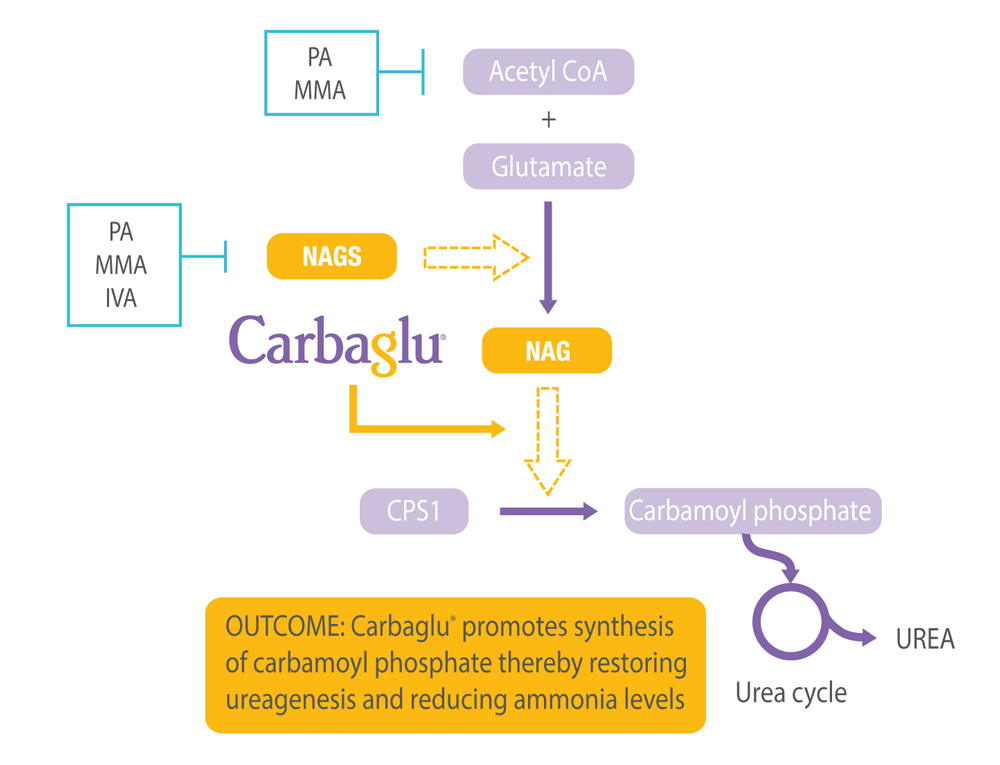 CAR_cycle2